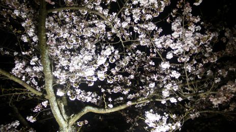 20080415-6.jpg