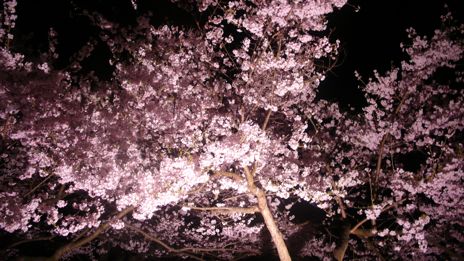 20080415-9.jpg