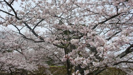 20080416-1.jpg