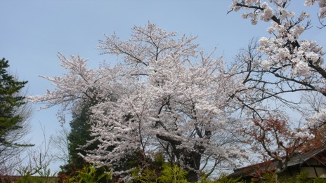 20080416-10.jpg