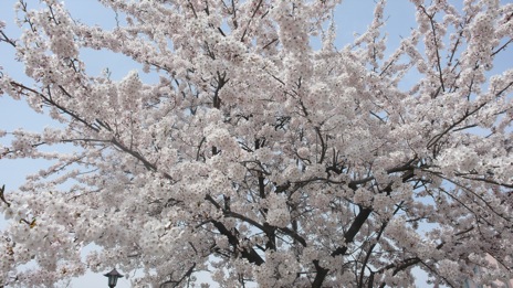 20080416-11.jpg