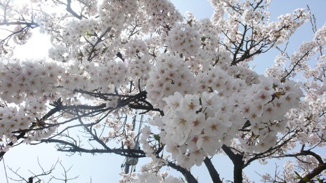 20080416-9.jpg