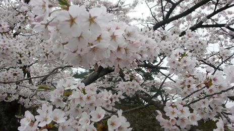 20080417-4.jpg