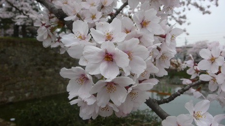 20080417-5.jpg