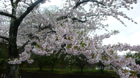 20080419-11.jpg