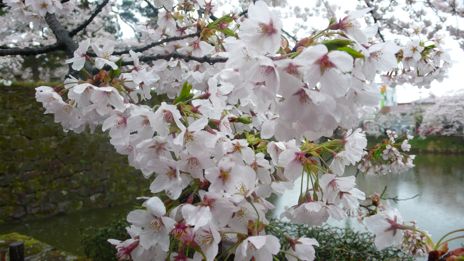 20080419-7.jpg