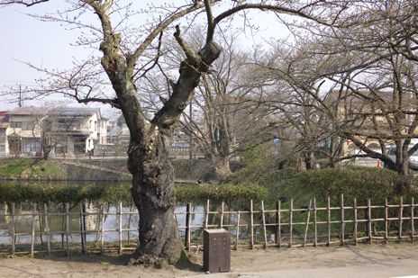 20090407-2.jpg