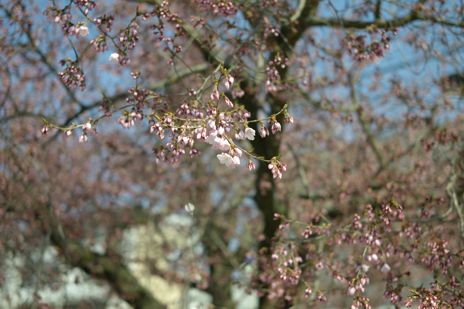 20090409-1.jpg