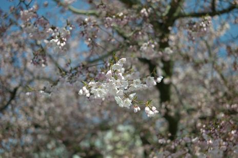 20090410-6.jpg