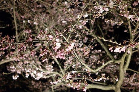 20090411-02.jpg