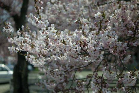 20090411-04.jpg