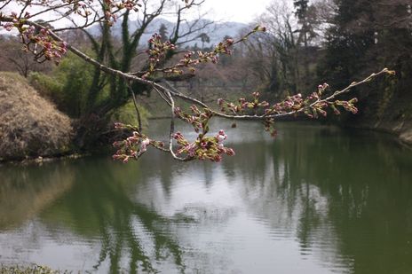 20090411-07.jpg