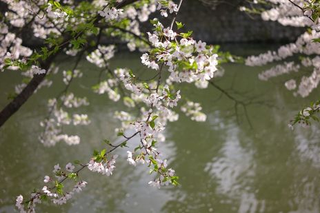 20090418-02.jpg