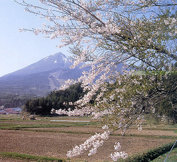 フレッシュ会津 さくら紀行(猪苗代町の桜):会津（あいづ）の総合情報